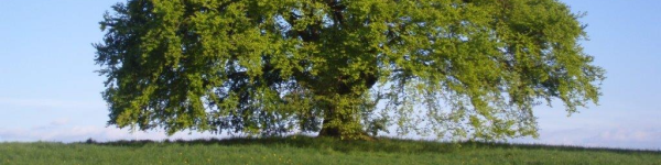 Karl Behnke Baumpflege GmbH cover image